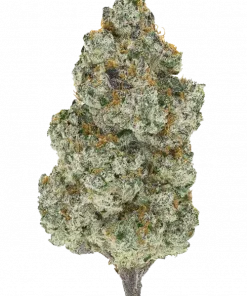 Pink Matcha Slush, tatlı mango aroması ve yüksek verimiyle öne çıkan Indica dominant bir türdür. Eşsiz genetik yapısını ve potansiyel faydalarını keşfedin.