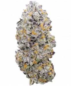Pink Passion Fruit, tatlı muz aroması ve yüksek enerjisiyle bilinen Sativa dominant bir türdür. Yaratıcılığı artıran genetik yapısını keşfedin ve hemen görüntüleyin.