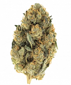 Pink Payton, tatlı ve yakıtımsı aromaları ile öne çıkan dengeli bir hibrit türdür. THC içeriğiyle dikkat çeken bu türü keşfedin ve eşsiz deneyimini yaşayın.