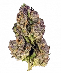 Pink Perfum, tatlı ve meyvemsi aromaları ile öne çıkan Indica dominant bir türdür. Yüksek THC içeriği sayesinde eşsiz bir deneyim sunar. Özelliklerini keşfedin.