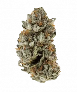 Pink Sherb, çilek aroması ve yüksek THC içeriğiyle bilinen Sativa baskın bir türdür. Depresyon ve stres için potansiyel faydalarını keşfedin. Hemen görüntüleyin.