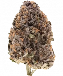 Pink Zkittlez, tropikal meyve ve şekerleme aromalarıyla öne çıkan dengeli bir hibrit türüdür. 'a varan THC içeriğiyle zihinsel berraklık sunar. Etkilerini keşfedin.