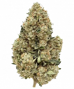 Pink Zugar, tatlı çilek aromaları ve 'lik THC oranıyla öne çıkan Indica baskın bir türdür. Depresyon ve stres için ideal. Genetik yapısını keşfedin.