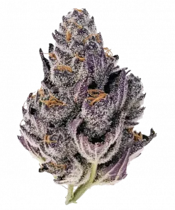 Pink Zushi, tatlı ve meyveli aromasıyla öne çıkan güçlü bir hibrit türdür. Yüksek THC içeriğiyle dikkat çeken bu türün genetik yapısını keşfedin ve etkilerini görüntüleyin.