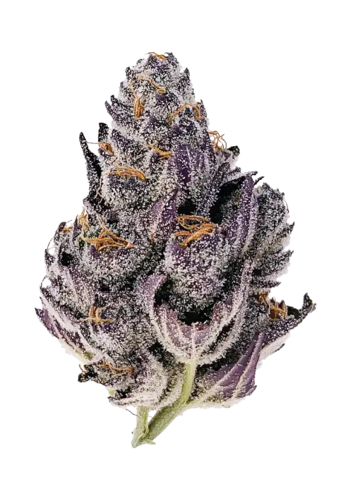 Pink Zushi, tatlı ve meyveli aromasıyla öne çıkan güçlü bir hibrit türdür. Yüksek THC içeriğiyle dikkat çeken bu türün genetik yapısını keşfedin ve etkilerini görüntüleyin.