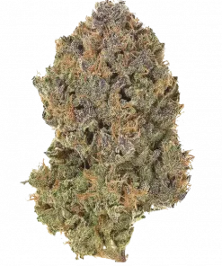 Pinky Zowahh, tatlı mango aroması ve dengeli etkileriyle öne çıkan bir hibrit türdür. Yaratıcılığı ve rahatlamayı bir arada sunar. Özelliklerini keşfedin.