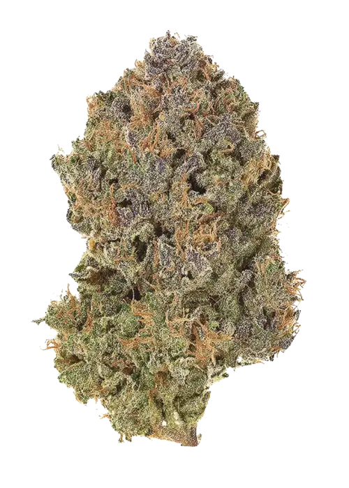 Pinky Zowahh, tatlı mango aroması ve dengeli etkileriyle öne çıkan bir hibrit türdür. Yaratıcılığı ve rahatlamayı bir arada sunar. Özelliklerini keşfedin.