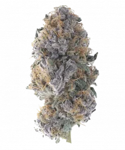 Placa Blava, orman meyveleri aroması ve dengeli etkisiyle öne çıkan Indica baskın bir türdür. Yüksek THC içeriğiyle dikkat çeker. Özelliklerini keşfedin.