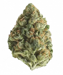 Planet of the Grapes, üzüm aromalı ve yüksek THC içeriğiyle bilinen Indica dominant bir türdür. Etkilerini ve potansiyel faydalarını keşfedin.