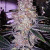 Planet Of The Grapes Feminized Esrar Tohumu (ETHOS Genetics)