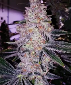 Planet Of The Grapes Feminized Esrar Tohumu (ETHOS Genetics)
