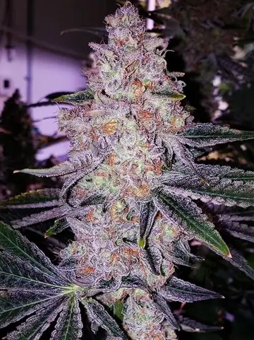 Planet Of The Grapes Feminized Esrar Tohumu (ETHOS Genetics)