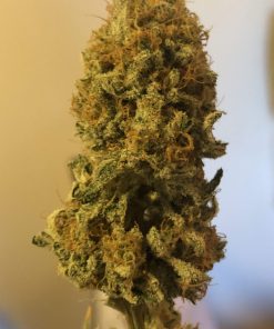 Planet Of The Grapes Feminized Esrar Tohumu (ETHOS Genetics)