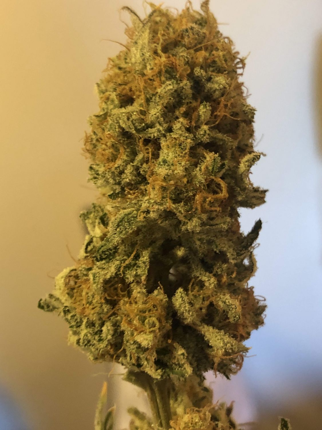 Planet Of The Grapes Feminized Esrar Tohumu (ETHOS Genetics)