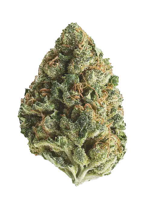 Planet of the Grapes, üzüm aromalı ve yüksek THC içeriğiyle bilinen Indica dominant bir türdür. Etkilerini ve potansiyel faydalarını keşfedin.