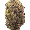 Planet Purple F1, şekerleme aroması ve yüksek THC içeriğiyle öne çıkan bir hibrit türdür. Mor tomurcuklarının genetik yapısını keşfedin ve etkilerini görüntüleyin.