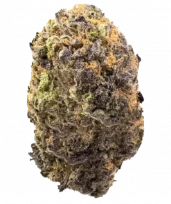 Planet Purple F1, şekerleme aroması ve yüksek THC içeriğiyle öne çıkan bir hibrit türdür. Mor tomurcuklarının genetik yapısını keşfedin ve etkilerini görüntüleyin.