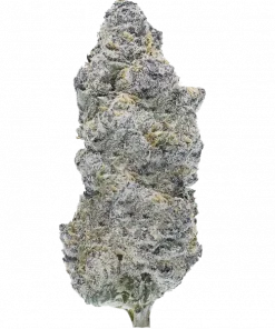 Planet Purple V2, üzüm ve yakıtımsı aromalarıyla öne çıkan dengeli bir hibrit türdür. THC içeriğiyle rahatlatıcı ve keyifli bir deneyim sunar. Özelliklerini keşfedin.