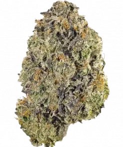 Plantains & Cheese, peynir ve muz aromalarıyla öne çıkan dengeli bir hibrit türdür. Yaratıcılığı artıran ve rahatlatan etkileri keşfedin. Hemen görüntüleyin.