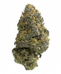 Platinum Bird, yakıtımsı ve limon aromalarıyla öne çıkan Indica dominant bir türdür. THC içeriğiyle dikkat çeker. Genetik yapısını ve etkilerini keşfedin.