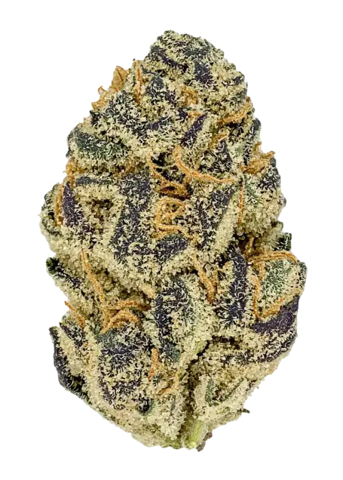 Platinum Cake, tatlı narenciye aroması ve yüksek THC içeriğiyle öne çıkan Indica baskın bir türdür. Genetik yapısını ve potansiyel faydalarını keşfedin.