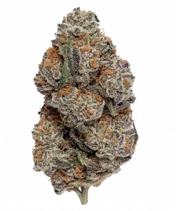 Platinum Garlic, sarımsak aroması ve 'ya varan THC içeriğiyle öne çıkan dengeli bir hibrit türdür. Anksiyete ve stres için ideal. Etkilerini keşfedin.