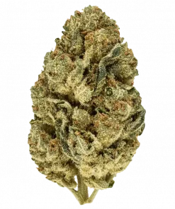Platinum Gorilla, tatlı çikolata aroması ve THC içeriğiyle öne çıkan Indica ağırlıklı bir türdür. Eşsiz lezzetini ve potansiyel faydalarını keşfedin.