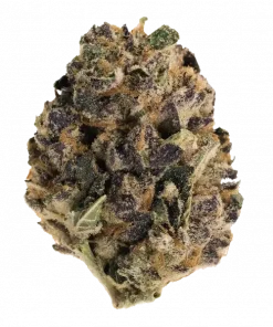 Platinum Cookies, tatlı aroması ve dengeli etkileriyle öne çıkan bir hibrit türdür. Yüksek THC içeriğiyle rahatlatıcı etkilerini keşfedin ve genetik yapısını görüntüleyin.