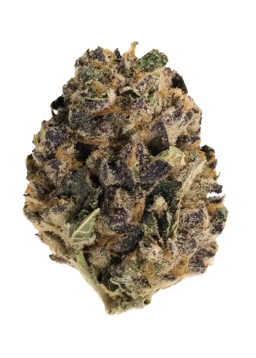 Platinum Cookies, tatlı aroması ve dengeli etkileriyle öne çıkan bir hibrit türdür. Yüksek THC içeriğiyle rahatlatıcı etkilerini keşfedin ve genetik yapısını görüntüleyin.