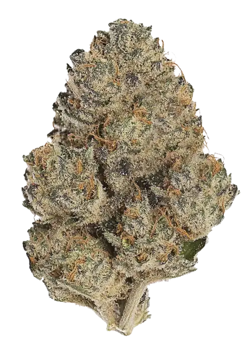 Platinum Kush, tatlı üzüm aroması ve rahatlatıcı etkisiyle öne çıkan indica baskın bir türdür. Yoğun vücut etkisini keşfetmek için hemen görüntüleyin.