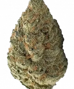 Platinum OG, sert yakıtımsı aroması ve yüksek THC içeriğiyle bilinen Indica dominant bir türdür. Derin rahatlama ve potansiyel faydaları keşfedin.