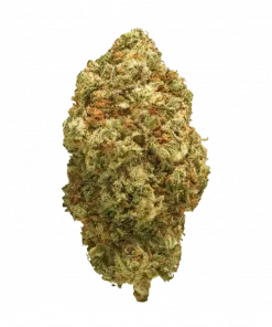 Platinum OG-D, yakıtımsı aromaları ve rahatlatıcı etkisiyle öne çıkan Indica baskın bir türdür. Uykusuzluk ve ağrı için ideal. Genetik yapısını keşfedin.