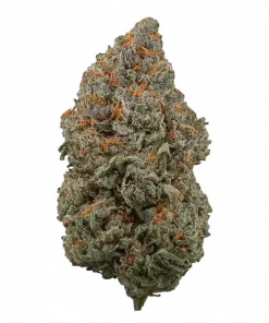 Platinum Punch, tatlı aroması ve yüksek THC içeriğiyle öne çıkan Sativa baskın bir türdür. Benzersiz genetik yapısını ve etkilerini keşfedin.