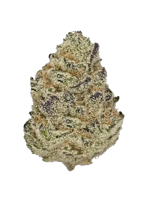 Platinum Gushers, vanilya ve fındık aromalarıyla öne çıkan dengeli bir türdür. Yüksek THC içeriğiyle rahatlatıcı etkiler sunar. Genetik yapısını keşfedin.