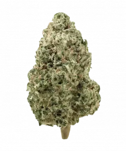 Plata O Plomo, yakıtımsı ve çam aromalarıyla dikkat çeken dengeli bir hibrit türdür. Yüksek terpen içeriği sayesinde eşsiz bir deneyim sunar. Hemen keşfedin.