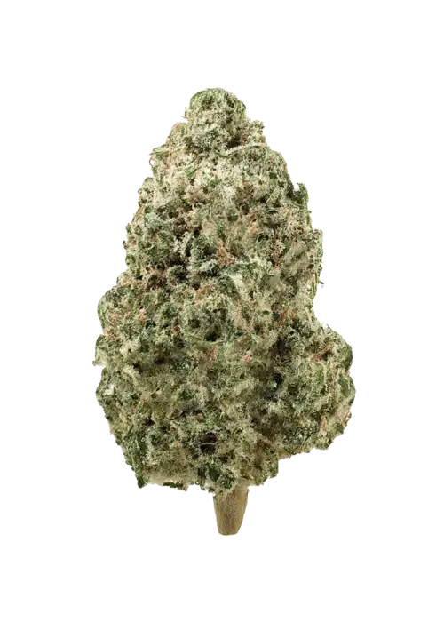 Plata O Plomo, yakıtımsı ve çam aromalarıyla dikkat çeken dengeli bir hibrit türdür. Yüksek terpen içeriği sayesinde eşsiz bir deneyim sunar. Hemen keşfedin.