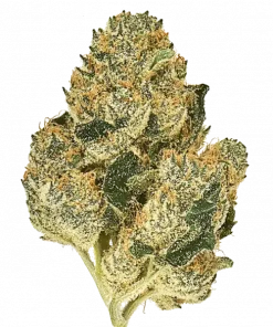 Pluto Cookies IBL AUTO, tropikal tatlılık ve yüksek THC içeriğiyle bilinen Indica dominant bir türdür. Depresyon ve stresi azaltmaya yardımcı olabilir. Keşfedin.