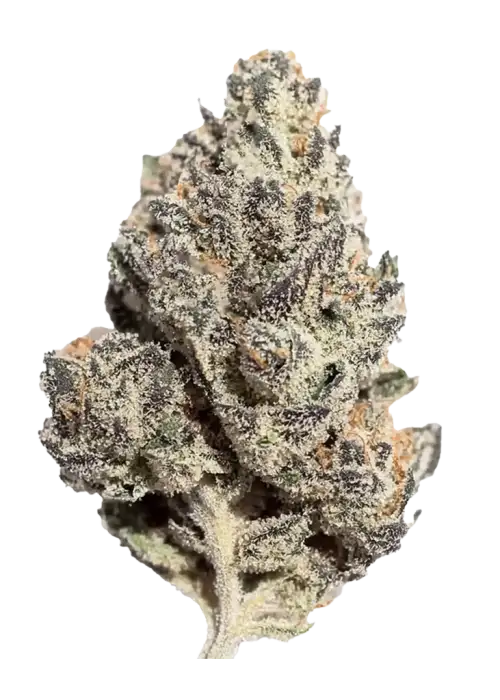 Pluto Kush, kimyasal limon aroması ve yüksek THC içeriğiyle öne çıkan Indica dominant bir türdür. Nadir genetik yapısını ve potansiyelini keşfedin.