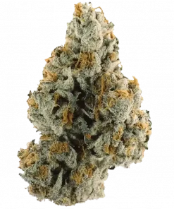 Poddy Mouth, yakıtımsı aroması ve yüksek THC içeriğiyle bilinen dengeli bir hibrit türdür. Öfori ve rahatlama etkilerini keşfedin. Hemen görüntüleyin.