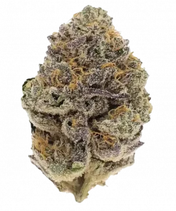 Point Break, turunçgil aromaları ve THC oranıyla öne çıkan dengeli bir türdür. Yaratıcılığı artıran bu hibrit türün etkilerini keşfedin.