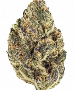 Pop Rox, tatlı üzüm aroması ve rahatlatıcı etkileriyle öne çıkan Indica baskın bir türdür. Mor tomurcuklarıyla dikkat çeker. Özelliklerini keşfedin.