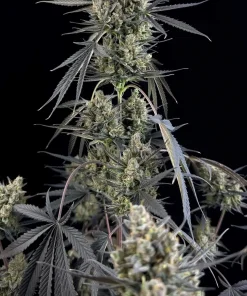 Pound Cake ™ Auto Fem Esrar Tohumu (Fast Buds)