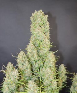 Pound Cake ™ Auto Fem Esrar Tohumu (Fast Buds)