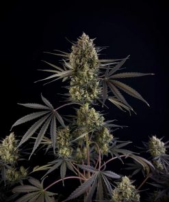 Pound Cake ™ Auto Fem Esrar Tohumu (Fast Buds)