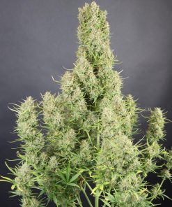 Pound Cake ™ Auto Fem Esrar Tohumu (Fast Buds)