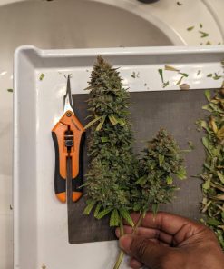 Pound Cake ™ Auto Fem Esrar Tohumu (Fast Buds)