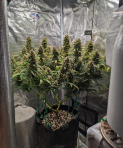 Pound Cake ™ Auto Fem Esrar Tohumu (Fast Buds)