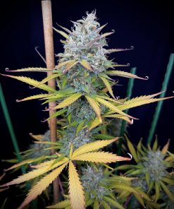 Pound Cake ™ Auto Fem Esrar Tohumu (Fast Buds)