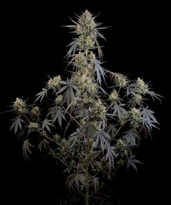 Pound Cake ™ Auto Fem Esrar Tohumu (Fast Buds)