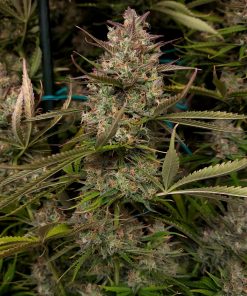 Pound Cake ™ Auto Fem Esrar Tohumu (Fast Buds)